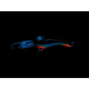 NORIES Worming Crank Shot FULL SIZE 53 mm Pearl Real Blue...
