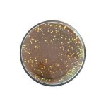 BERKLEY Powerbait Trout Bait Extra Scent Glitter Pellet